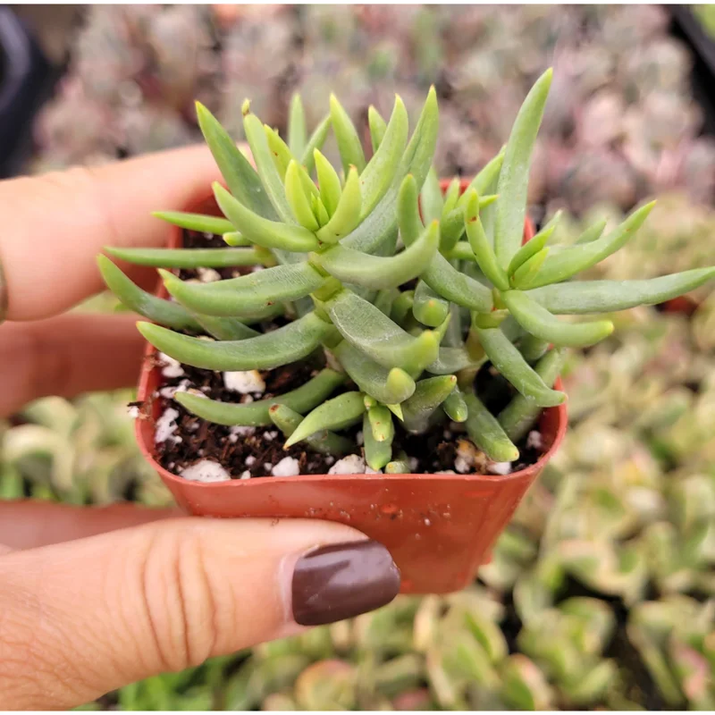 Crassula Tetragona 'Miniature Pine Tree' Succulent Live Plant 2 Inch Pot - Image 2