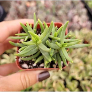 Crassula Tetragona 'Miniature Pine Tree' Succulent Live Plant 2 Inch Pot - Image 3