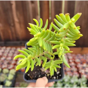 Crassula Tetragona 'Miniature Pine Tree' Succulent Live Plant 2 Inch Pot - Image 4