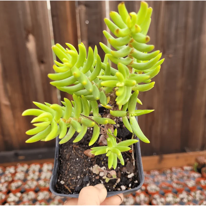 Crassula Tetragona 'Miniature Pine Tree' Succulent Live Plant 2 Inch Pot - Image 5
