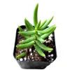 Crassula Tetragona 'Miniature Pine Tree' Succulent Live Plant 2 Inch Pot - Image 1