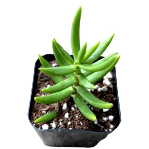 Crassula Tetragona 'Miniature Pine Tree' Succulent Live Plant 2 Inch Pot - Image 1