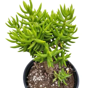 Crassula Tetragona 'Miniature Pine Tree' Succulent Live Plant 2 Inch Pot - Image 6