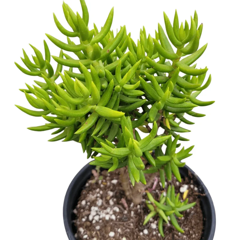 Crassula Tetragona 'Miniature Pine Tree' Succulent Live Plant 2 Inch Pot - Image 6