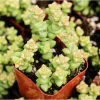 Crassula 'Tom Thumb' Succulent Live Plant 2 Inch Pot - Indoor Outdoor - Image 1