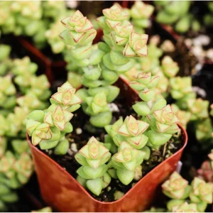 Crassula 'Tom Thumb' Succulent Live Plant 2 Inch Pot - Indoor Outdoor - Image 1