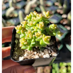 Crassula 'Tom Thumb' Succulent Live Plant 2 Inch Pot - Indoor Outdoor - Image 2