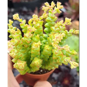 Crassula 'Tom Thumb' Succulent Live Plant 2 Inch Pot - Indoor Outdoor - Image 3
