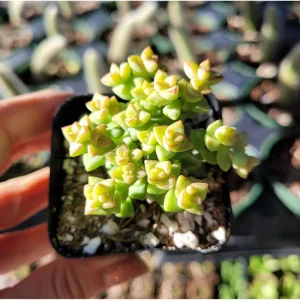 Crassula 'Tom Thumb' Succulent Live Plant 2 Inch Pot - Indoor Outdoor - Image 4