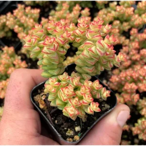 Crassula 'Tom Thumb' Succulent Live Plant 2 Inch Pot - Indoor Outdoor - Image 5