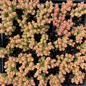 Crassula 'Tom Thumb' Succulent Live Plant 2 Inch Pot - Indoor Outdoor - Image 6