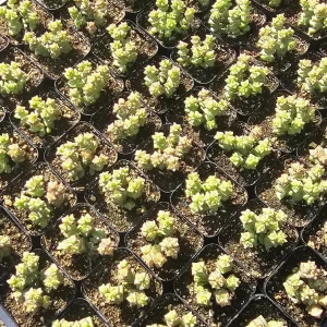 Crassula Tom Thumb Succulent Plant – Live Tiny Crassula rupestris ssp. commutata – 2 inch pot – Indoor/Outdoor - Image 3