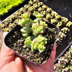 Crassula Tom Thumb Succulent Plant – Live Tiny Crassula rupestris ssp. commutata – 2 inch pot – Indoor/Outdoor - Image 1