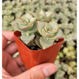 Crassula x Perforata 'Ivory Towers' Succulent Live Plant – 2 Inch Pot - Image 2