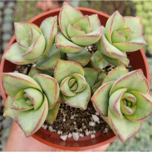 Crassula x Perforata 'Ivory Towers' Succulent Live Plant – 2 Inch Pot - Image 3