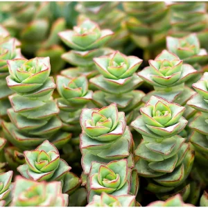 Crassula x Perforata 'Ivory Towers' Succulent Live Plant – 2 Inch Pot - Image 4