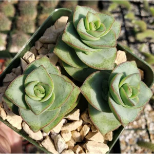 Crassula x Perforata 'Ivory Towers' Succulent Live Plant – 2 Inch Pot - Image 5