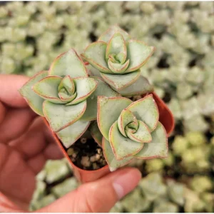 Crassula x Perforata 'Ivory Towers' Succulent Live Plant – 2 Inch Pot - Image 6