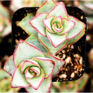 Crassula x Perforata 'Ivory Towers' Succulent Live Plant – 2 Inch Pot - Image 1