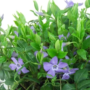 Creeping Periwinkle Vinca Minor Live Plants - Set of 50, Blue Flowers, Ground Cover, 4-6 Inch Tall, Hardy Perennial - Image 4