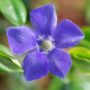 Creeping Periwinkle Vinca Minor Live Plants - Set of 50, Blue Flowers, Ground Cover, 4-6 Inch Tall, Hardy Perennial - Image 5
