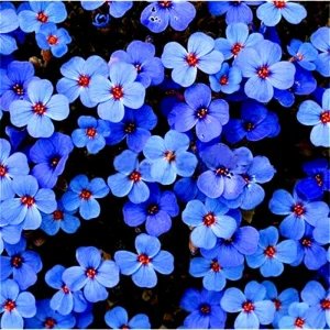 Creeping Thyme Herb Flower Seeds - Thymus Serpyllum Ground Cover Blue - 100+ Seeds Perennial - Image 2