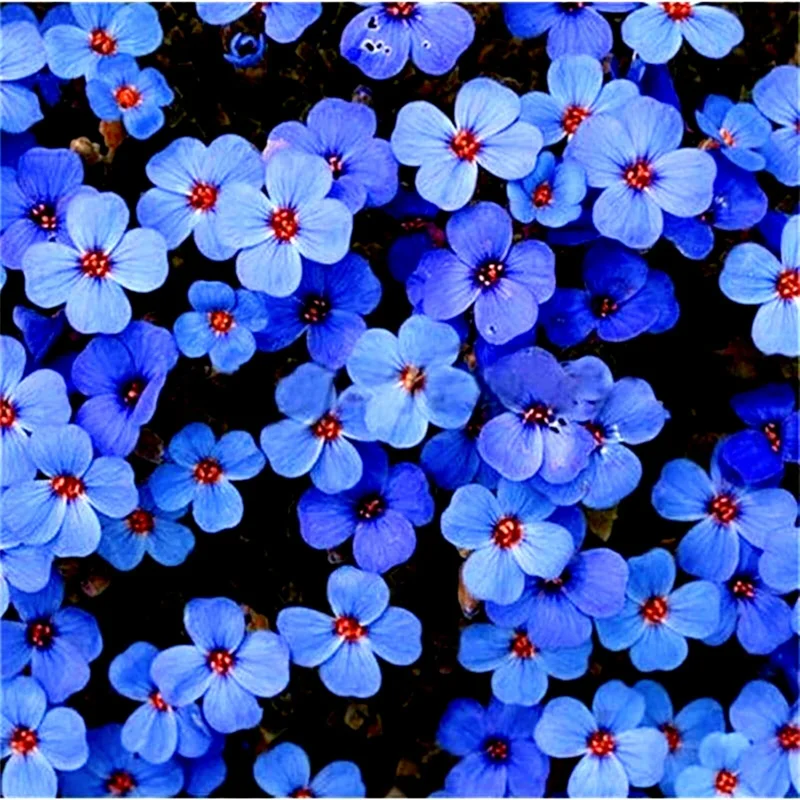 Creeping Thyme Herb Flower Seeds - Thymus Serpyllum Ground Cover Blue - 100+ Seeds Perennial - Image 2