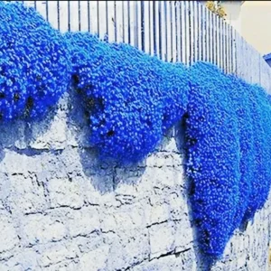 Creeping Thyme Herb Flower Seeds - Thymus Serpyllum Ground Cover Blue - 100+ Seeds Perennial - Image 1