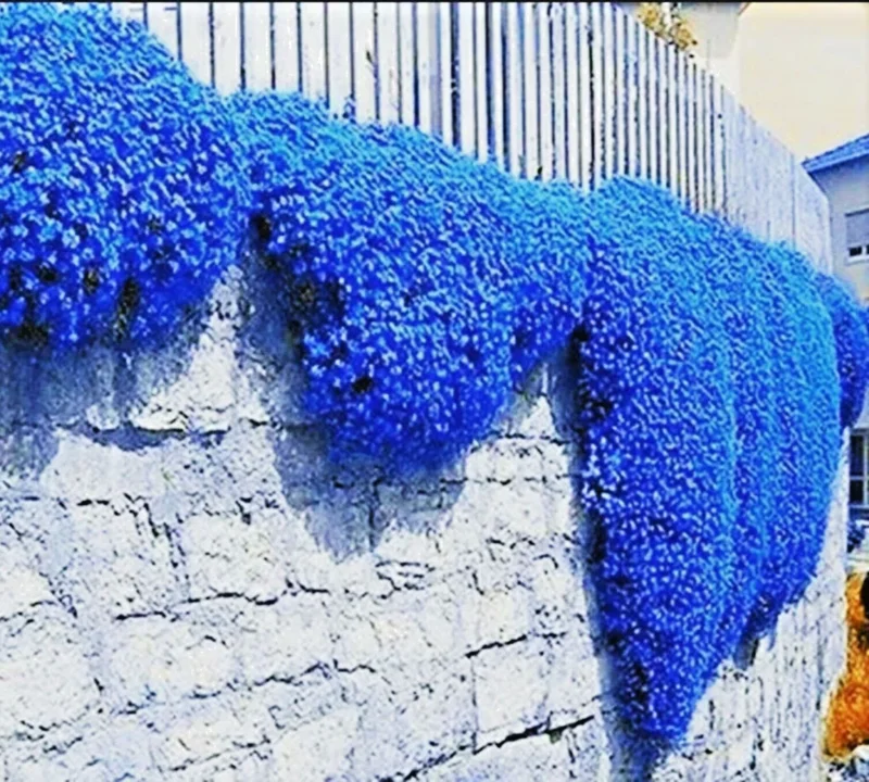 Creeping Thyme Herb Flower Seeds - Thymus Serpyllum Ground Cover Blue - 100+ Seeds Perennial - Image 1