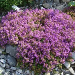 Creeping Thyme Seeds - 100,000 Thymus Serpyllum Perennial Ground Cover Seeds - Image 3