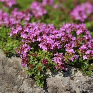 Creeping Thyme Seeds - 100,000 Thymus Serpyllum Perennial Ground Cover Seeds - Image 4