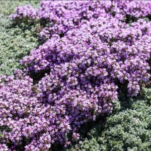 Creeping Thyme Seeds - 100,000 Thymus Serpyllum Perennial Ground Cover Seeds - Image 5
