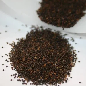 Creeping Thyme Seeds - 100,000 Thymus Serpyllum Perennial Ground Cover Seeds - Image 6