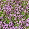 Creeping Thyme Seeds - 100,000 Thymus Serpyllum Perennial Ground Cover Seeds - Image 1