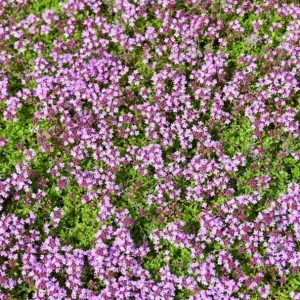 Creeping Thyme Seeds - 100,000 Thymus Serpyllum Perennial Ground Cover Seeds - Image 1