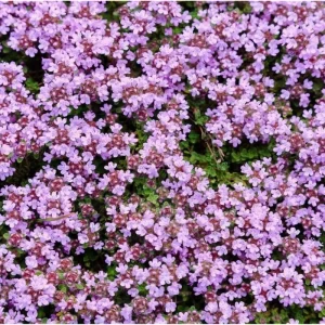 Creeping Thyme Seeds - 50,000 Seeds, Pink Ground Cover Flowers, Fragrant Herbaceous - Image 2
