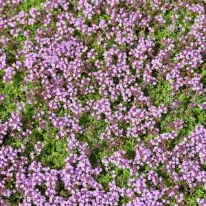 Creeping Thyme Seeds - 50,000 Seeds, Pink Ground Cover Flowers, Fragrant Herbaceous - Image 3