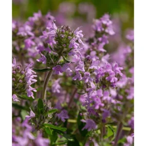 Creeping Thyme Seeds - 50,000 Seeds, Pink Ground Cover Flowers, Fragrant Herbaceous - Image 4