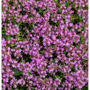 Creeping Thyme Seeds - 50,000 Seeds, Pink Ground Cover Flowers, Fragrant Herbaceous - Image 5