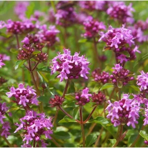 Creeping Thyme Seeds - 50,000 Seeds, Pink Ground Cover Flowers, Fragrant Herbaceous - Image 6
