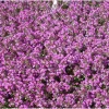 Creeping Thyme Seeds - 50,000 Seeds, Pink Ground Cover Flowers, Fragrant Herbaceous - Image 1