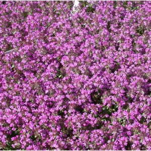 Creeping Thyme Seeds - 50,000 Seeds, Pink Ground Cover Flowers, Fragrant Herbaceous - Image 1