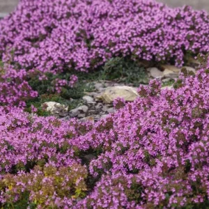 Creeping Thyme Seeds for Planting - 150,000 Seeds - Perennial Ground Cover - Image 3