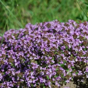 Creeping Thyme Seeds for Planting - 150,000 Seeds - Perennial Ground Cover - Image 5