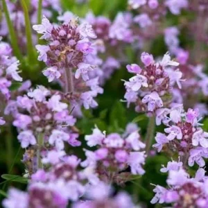 Creeping Thyme Seeds for Planting - 150,000 Seeds - Perennial Ground Cover - Image 6