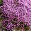 Creeping Thyme Seeds for Planting - 150,000 Seeds - Perennial Ground Cover - Image 1