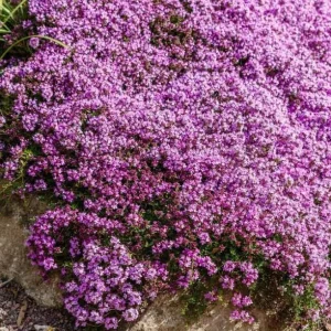 Creeping Thyme Seeds for Planting - 150,000 Seeds - Perennial Ground Cover - Image 1