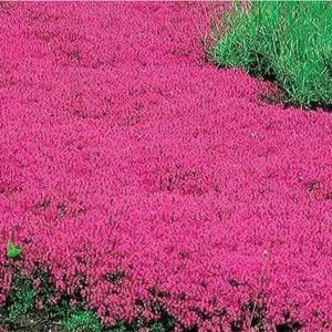Creeping Thyme Seeds - Pink Purple Fragrant Ground Cover Perennial Herb - 100 Seeds Outdoor - Image 1