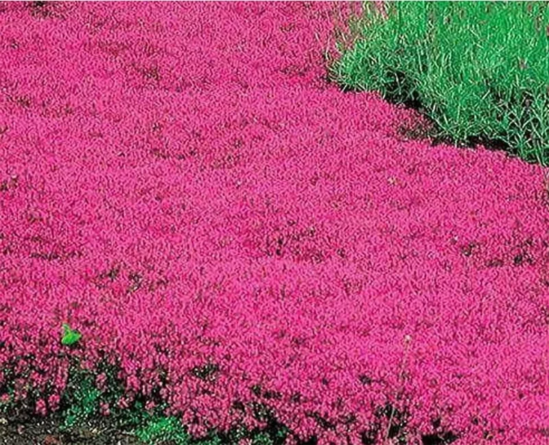 Creeping Thyme Seeds - Pink Purple Fragrant Ground Cover Perennial Herb - 100 Seeds Outdoor - Image 1