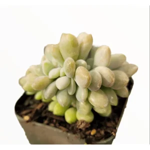 Crested Succulent Live Plant 2 Inch Pot - Indoor Outdoor Home Garden Decor - Image 2